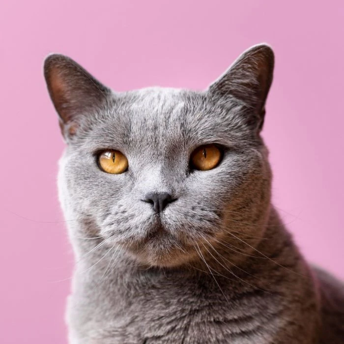 woofz-petshop-kedi-kategorisi