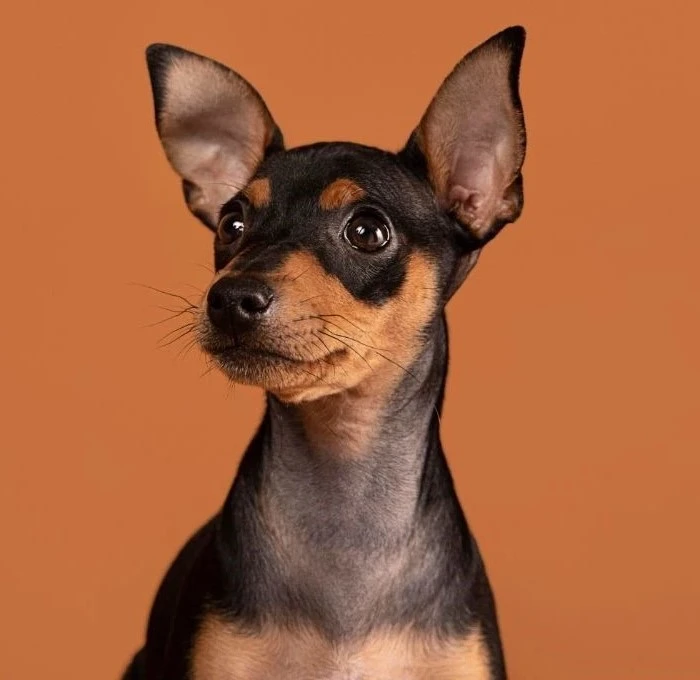 woofz-petshop-kopek-kategorisi