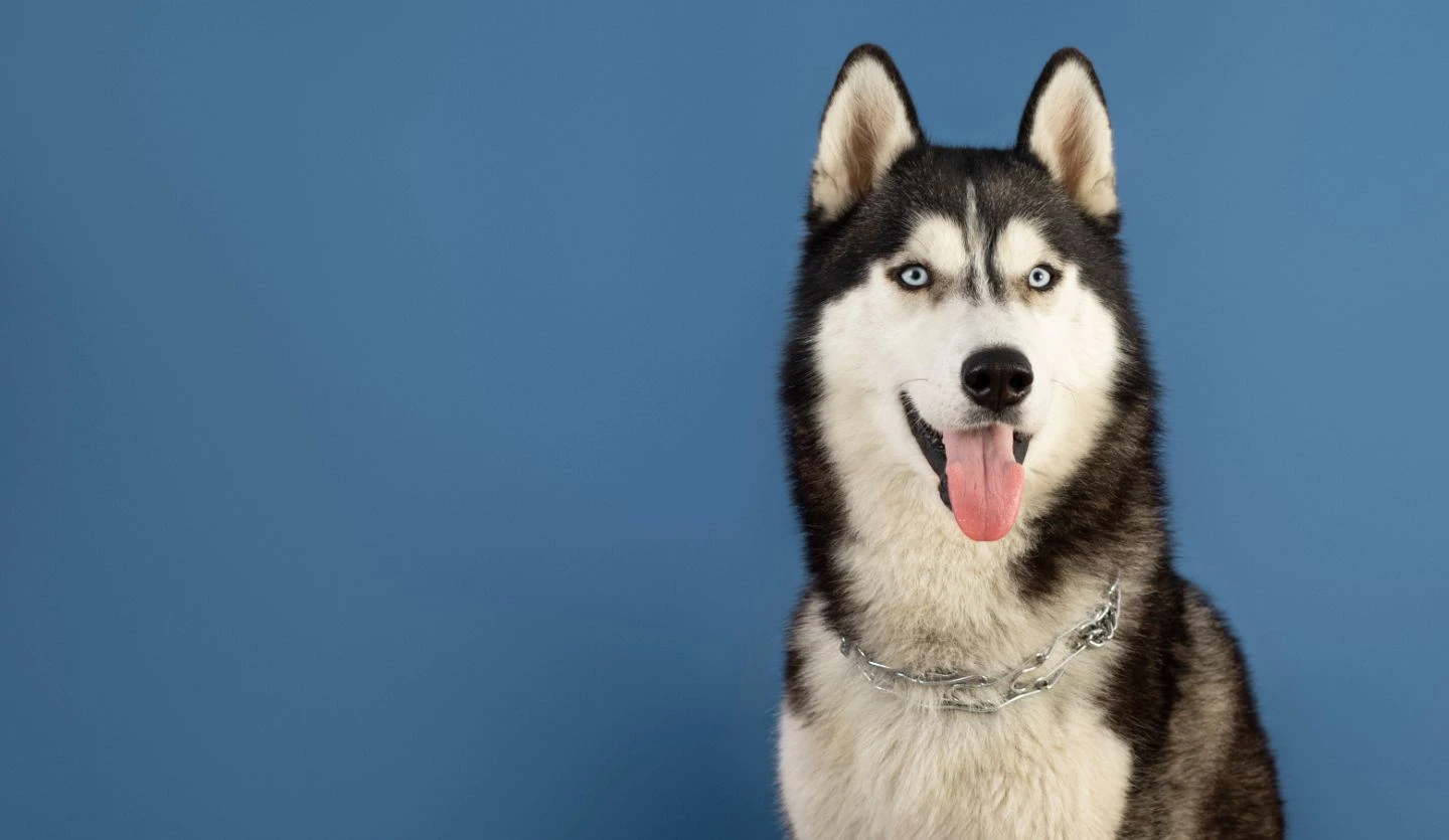 woofz-petshop-köpek-banner2