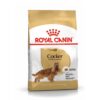 royal canin cocker adult ozel ırk yetiskin kopek mamasi