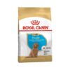 royal canin poodle puppy yavru kopek